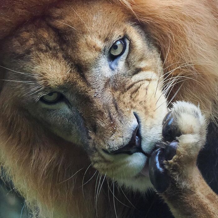 Лапу домою и займусь тобою