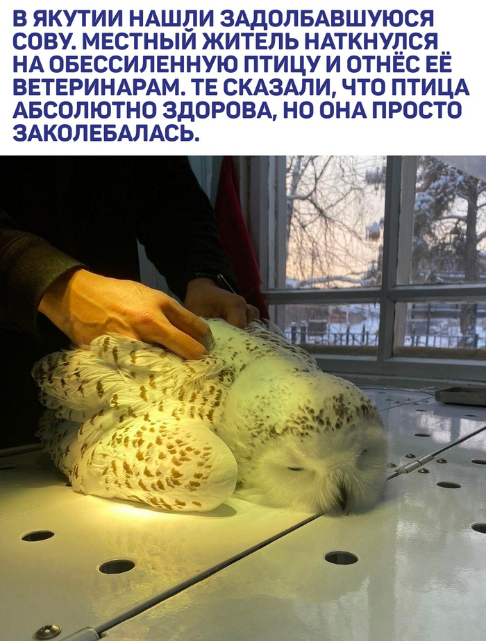 Все мы немного сова