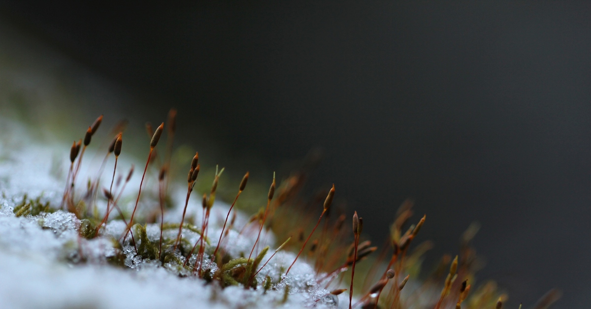 Немного ноябрьской Битцы | Пикабу