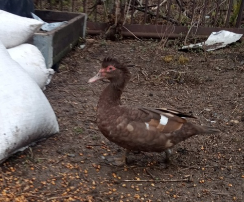 Веселая ферма: индоутки