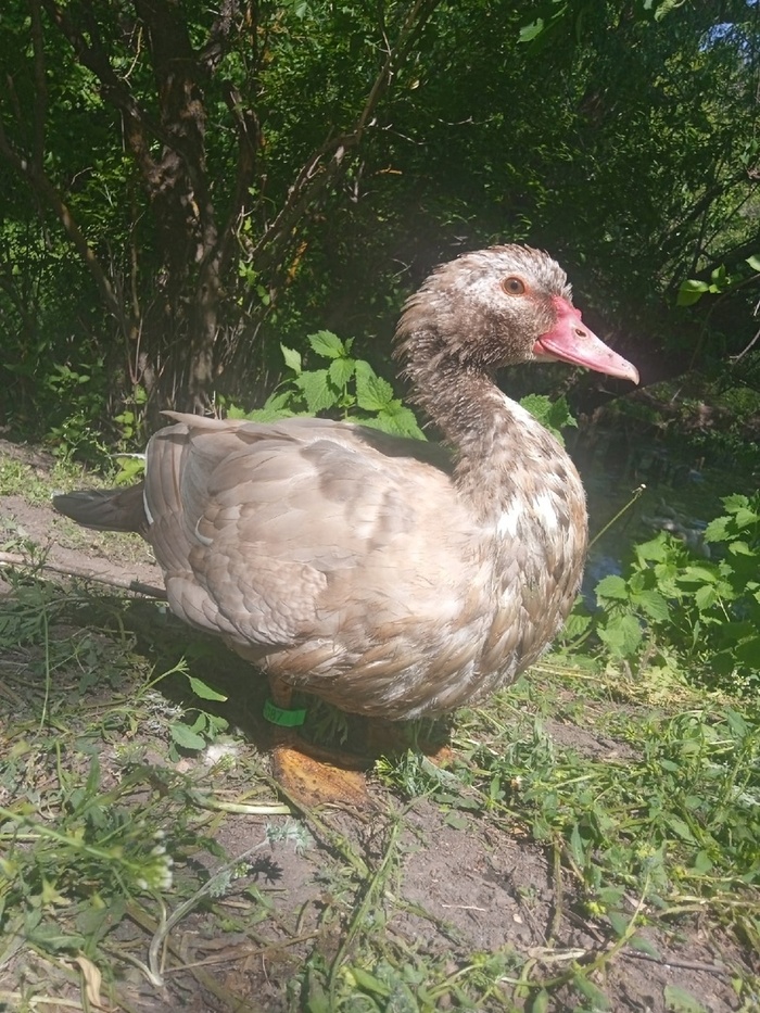 Веселая ферма: индоутки