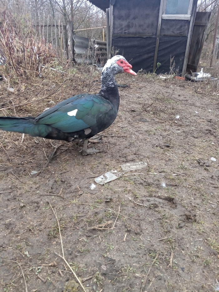 Веселая ферма: индоутки