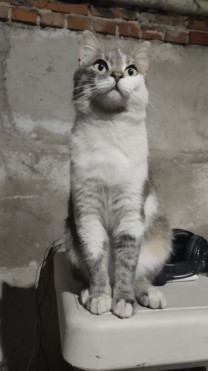 Боевой товарищ