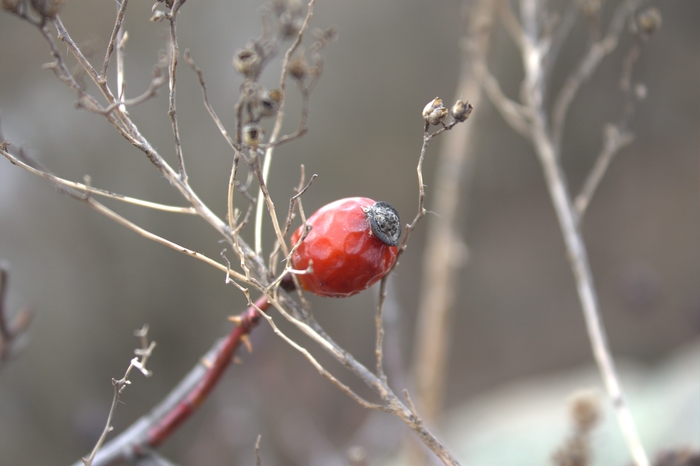 ������������ ����� ���������