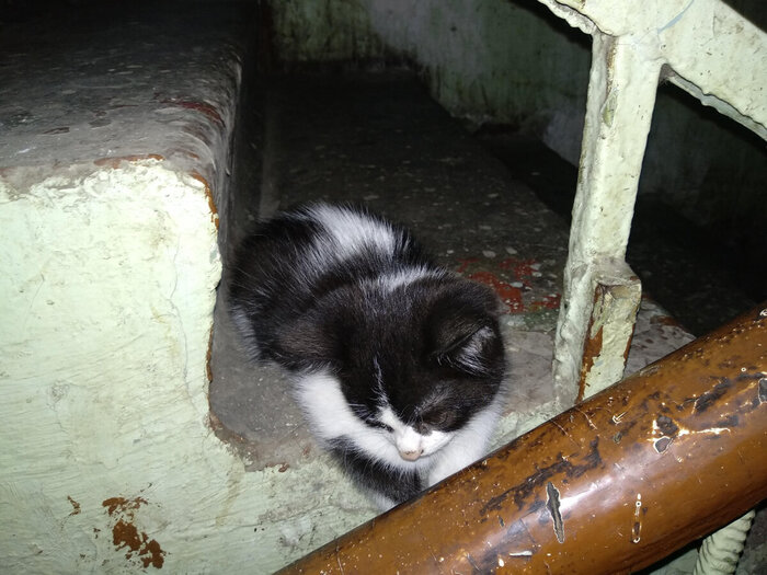 Будущий Кнопа