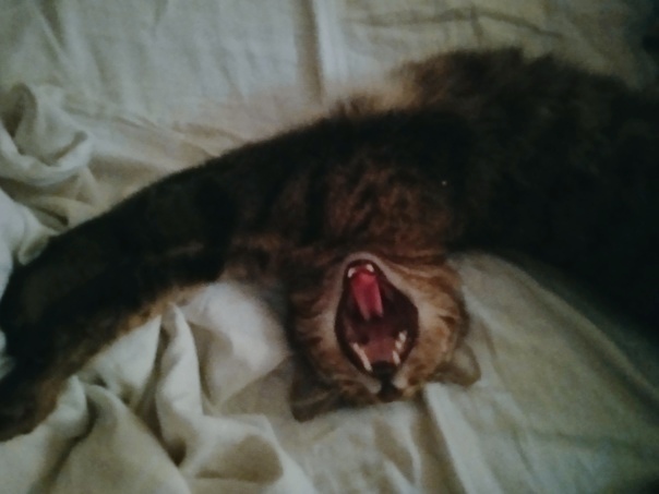       &quot;    &quot;&quot; &quot;