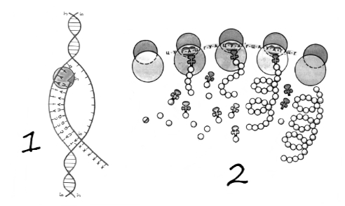 Биосинтез белка егэ биология
