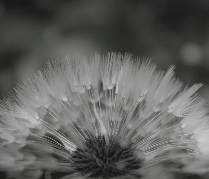 Одуванчик в чб