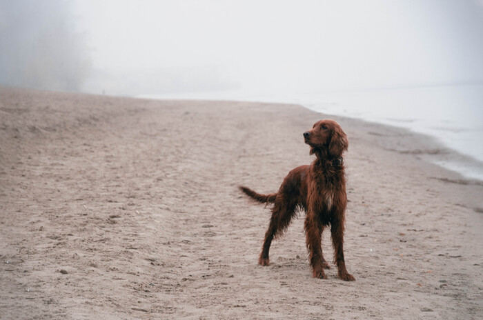 Beach boy , , ,  , , , 