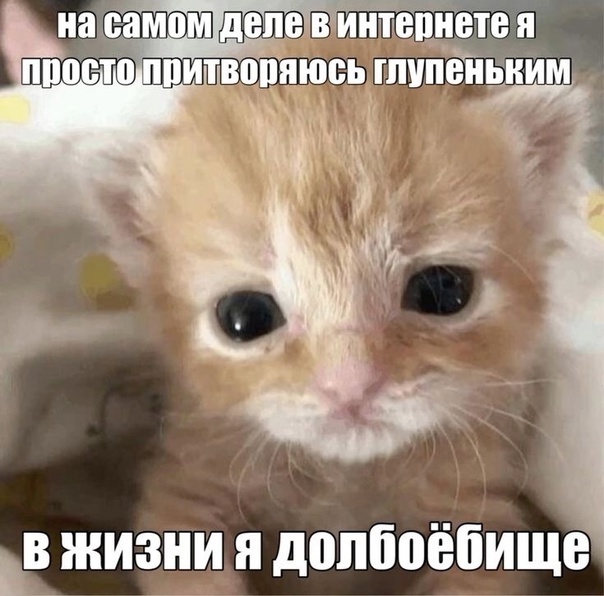 Мяу | Пикабу