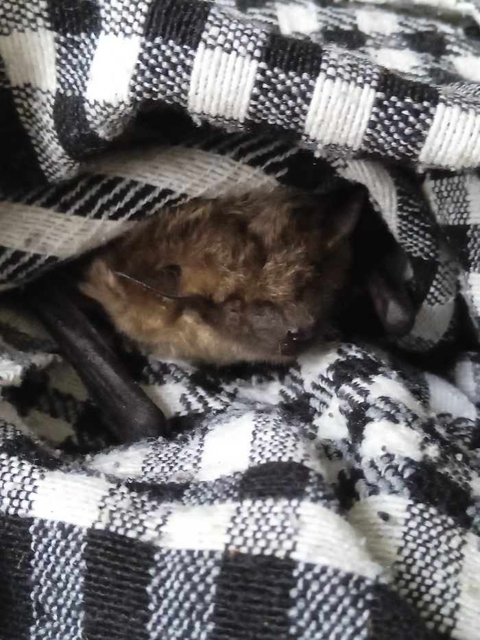 Пикабу, выручай