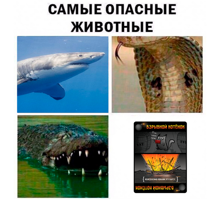 � "���������" �� ��������