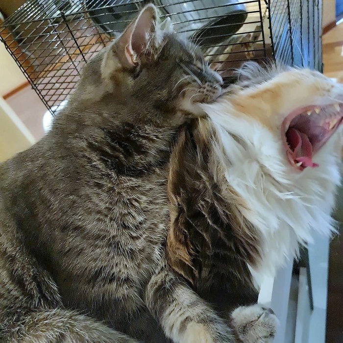 � ����� ���� :))