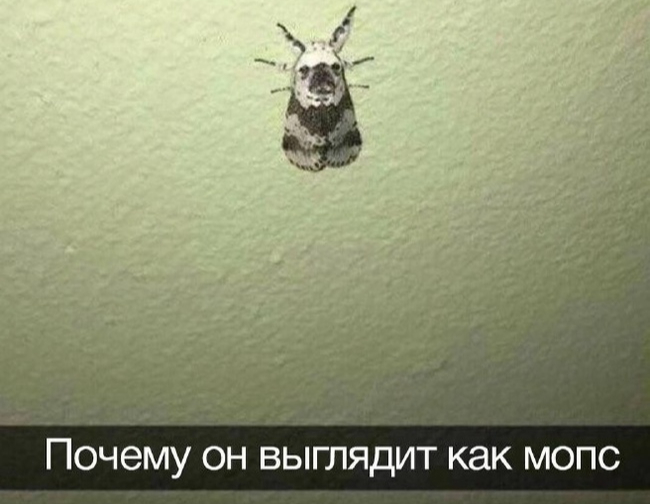 Мольпс | Пикабу