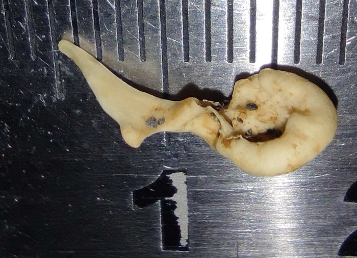 Молоточек серого тюленя