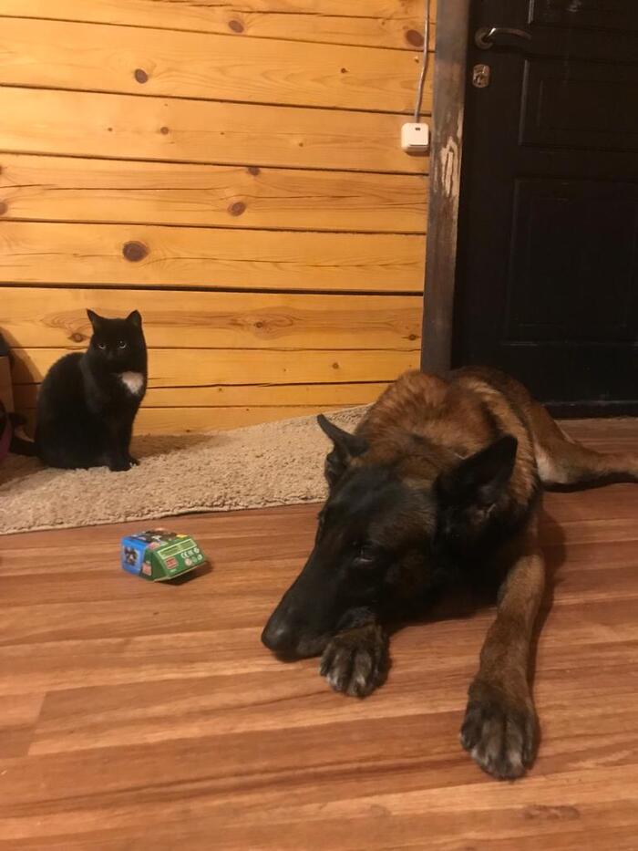 Смиренный Оскар, после многочисленных попыток лечь "на место".