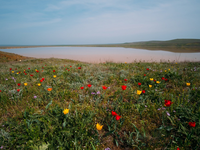 Крым Крым, Фотография, Небо, Озеро, Тюльпаны, Пейзаж, Природа