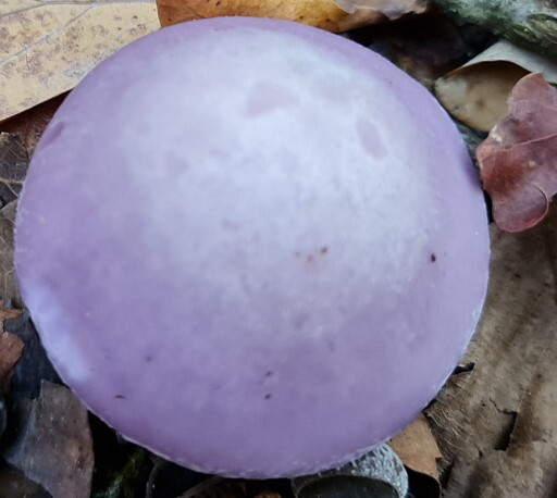 Паутинник козий