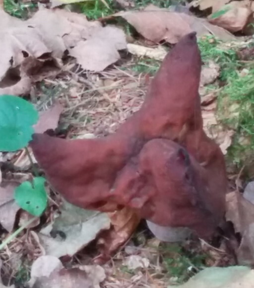 Строчок осенний