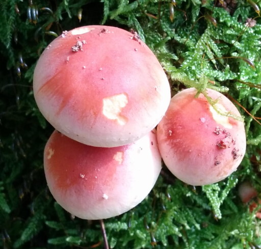 Ложноопёнок кирпичнокрасный