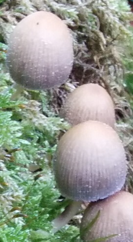 Навозник рассеянный (?)