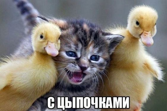 Котя Кот, Трехцветная кошка, Милота, Утята, Telegram (ссылка), Картинка с текстом