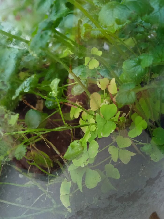 Желтеющая кислица