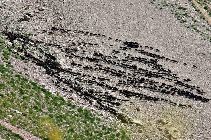 Много копытных