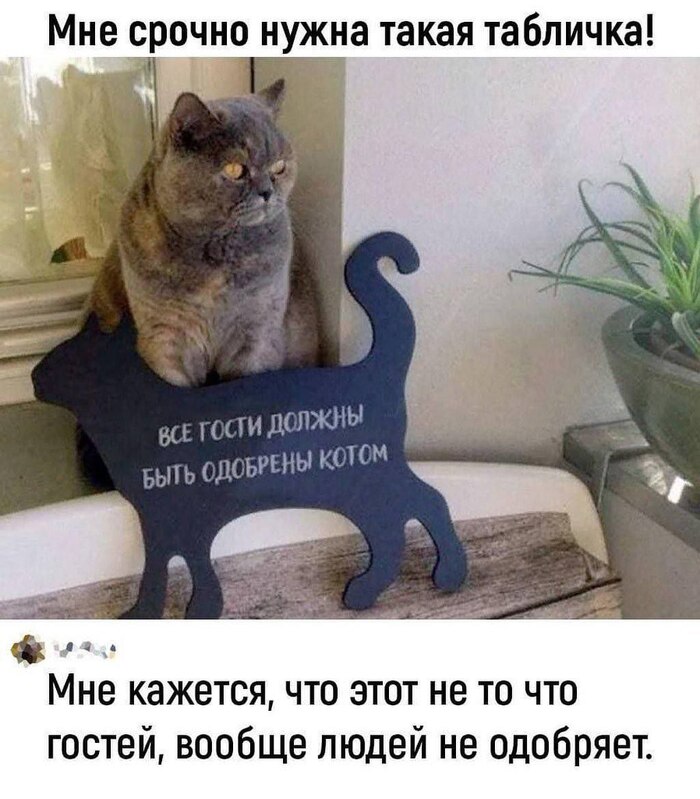 Табличка и кот)