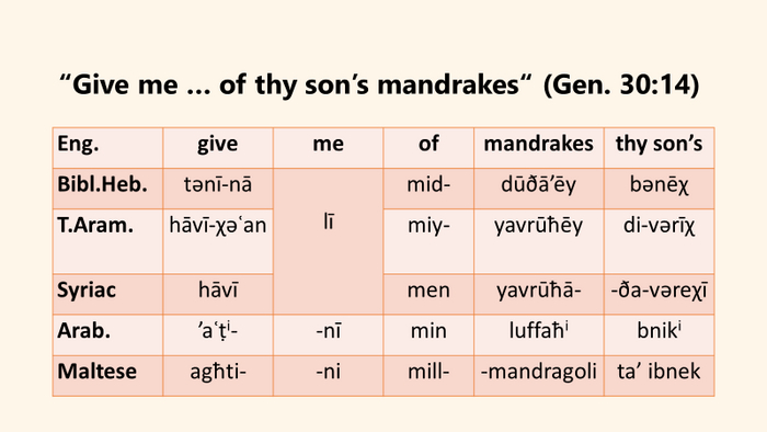 МАНДРАГОРА: МАГИЯ ИЗ «ГАРРИ ПОТТЕРА» В БИБЛЕЙСКОМ РАССКАЗЕ