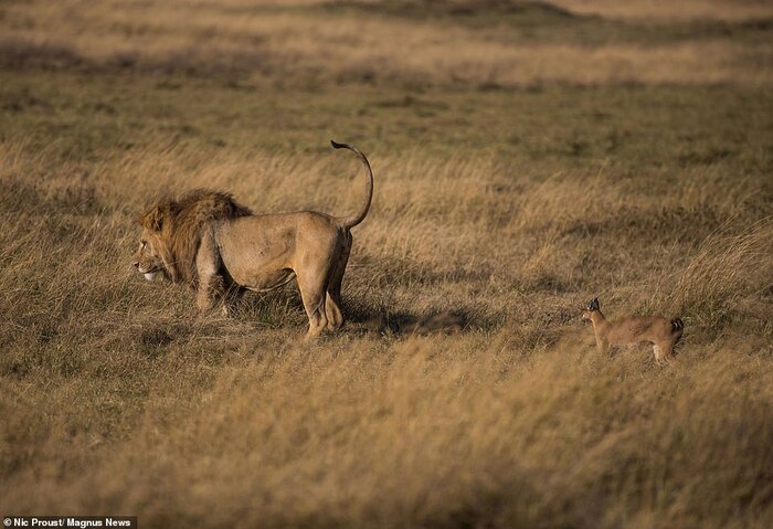    ,     ,        ()   .