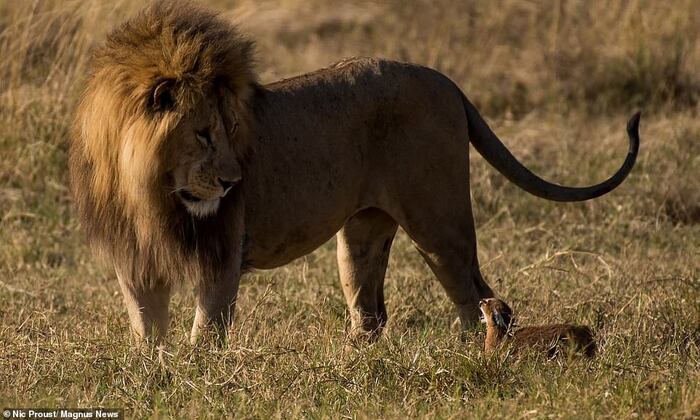      ,  ,          ,      .