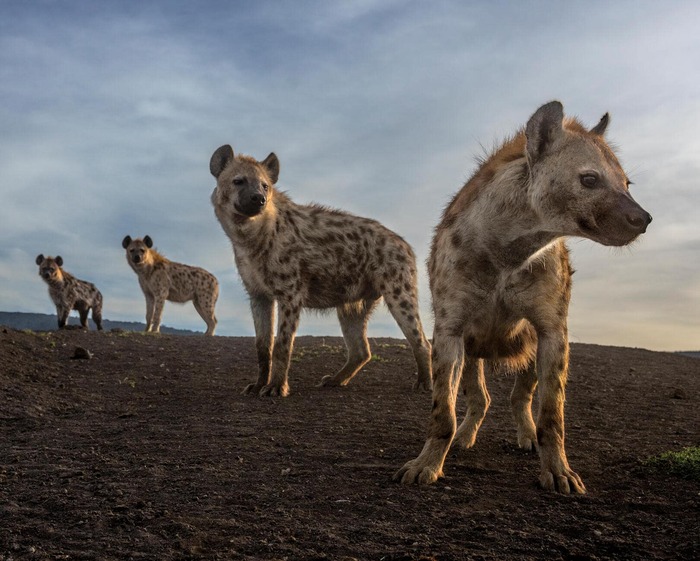 ФОТОГРАФИЯ ДЖЕН ГАЙТОН