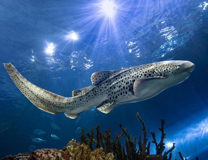 ФОТОГРАФИЯ ДЭВИДА ДУБИЛЕТА