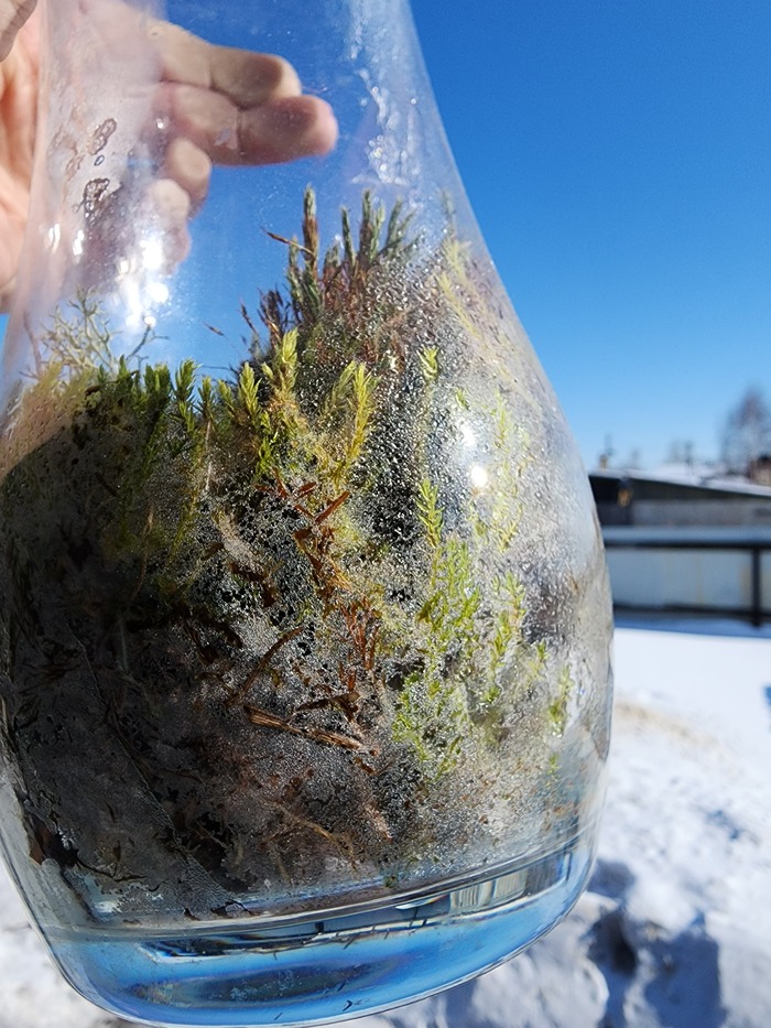 Зима пришла)