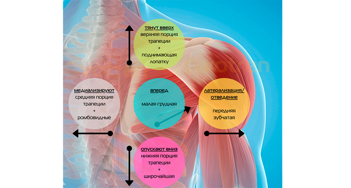 Мышцы отвечающие за движения лопатки к безболезненному будущему
