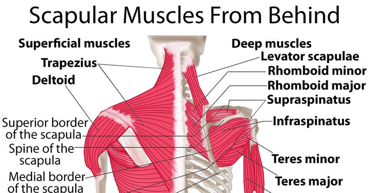 Could shoulder. Shoulders мышцы. Shoulder Blade. Anatomy Scapular muscles. Muscles of the Shoulder girdle.