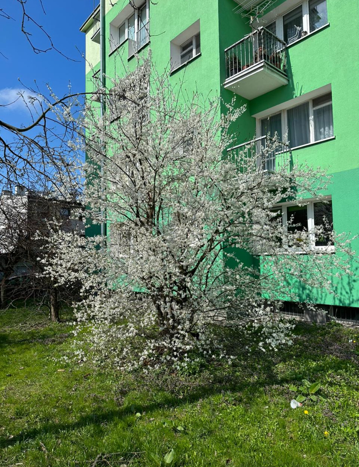 Жизнь в Польше (часть 2 - город Лодзь) Жизнь за границей, Польша, Европа, Эмиграция, Переезд, Длиннопост Жизнь в Польше (часть 2 - город Лодзь) Жизнь за границей, Польша, Европа, Эмиграция, Переезд, Длиннопост