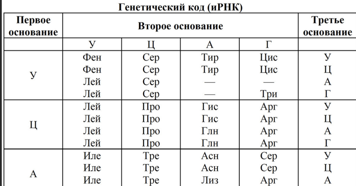 Задачи на биосинтез белка егэ 2023