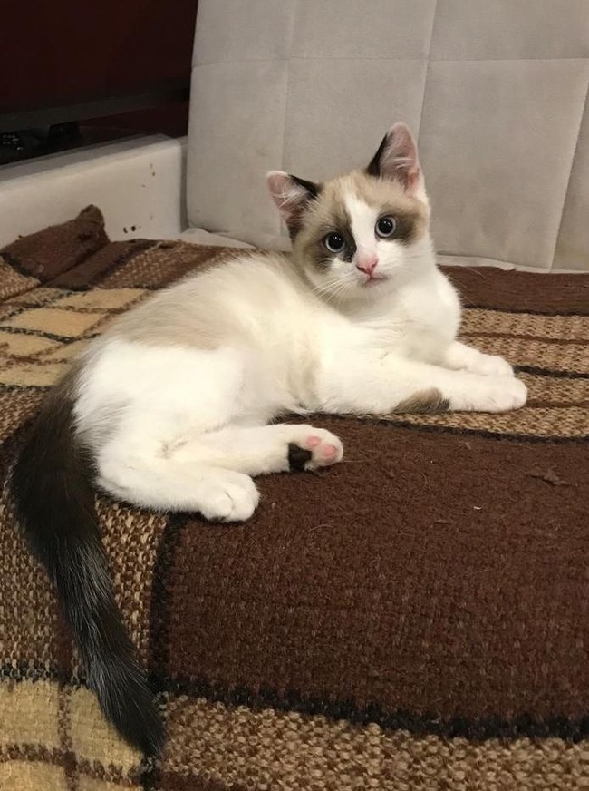 ���� (�������), 3,5 ������