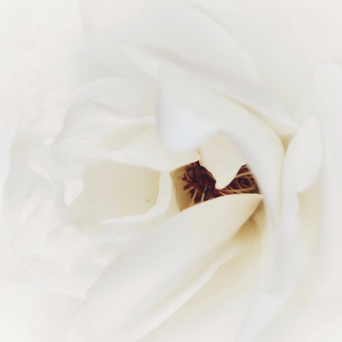 Цвет настроения белый Роза, Белый, Цветы, Белые розы, Фотография