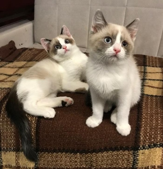 ����(�����), �����(������)