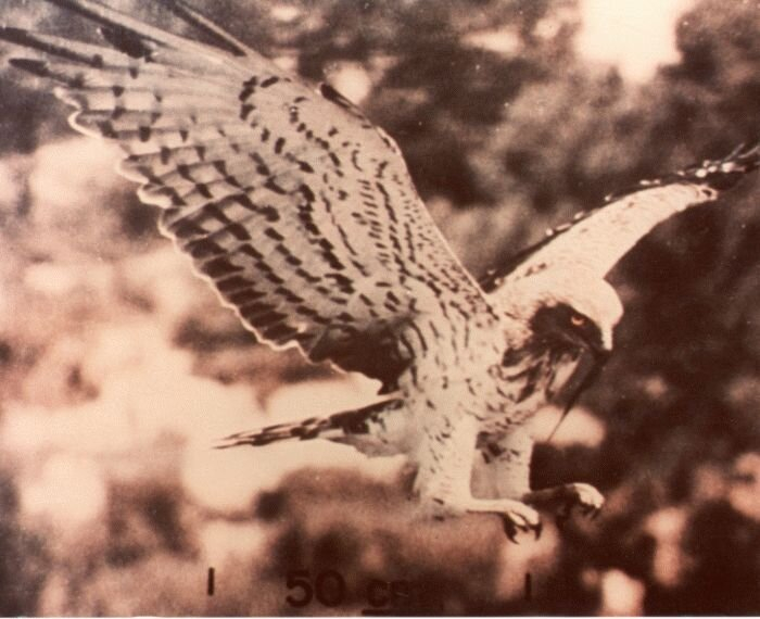 Показаны изображения форм жизни на Земле, допустим вот, птицы