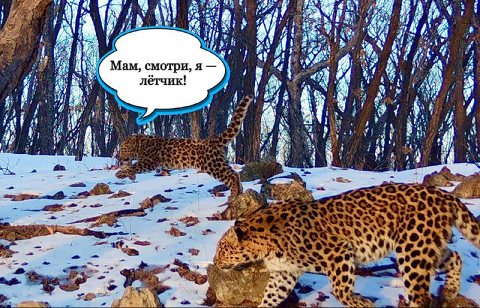    Leo 286F   .   " " ( )