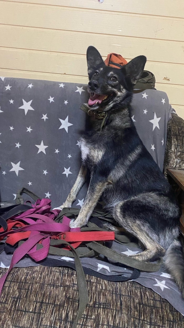 Собачки тоже не откажутся от корма. А у нас их 50 душ