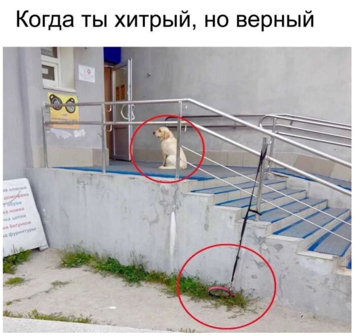 Верный собакен