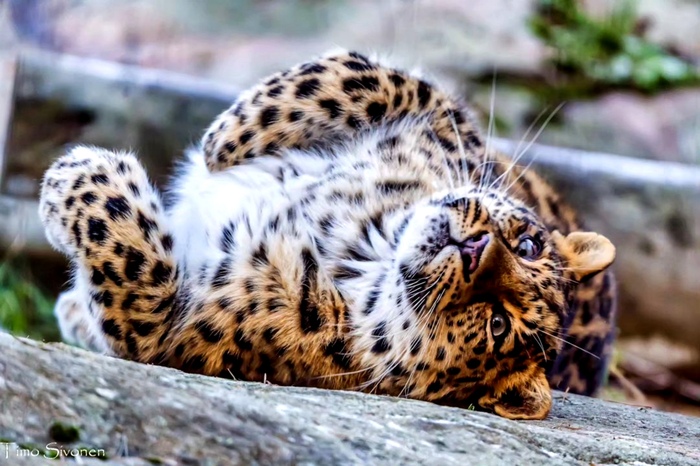 Дальневосточный леопард, зоопарк Коркеасаари, Финляндия
