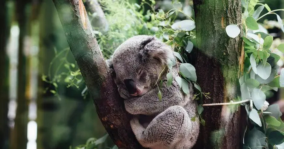 Коалы на дереве