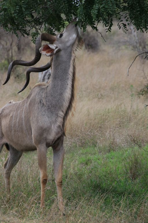 Большой Куду Антилопа, ЮАР, Дикие животные, Куду, Длиннопост, Фотография