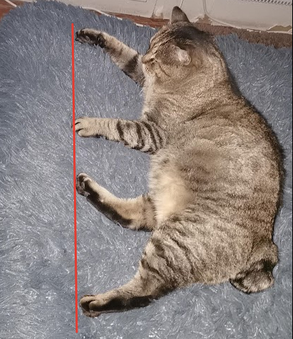 Кот в евклидовом пространстве